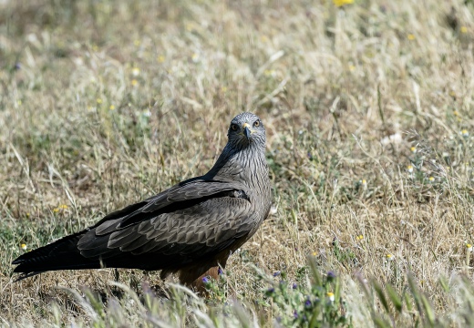 NIBBIO BRUNO, Black Kite, Milan noir; Milvus migrans 