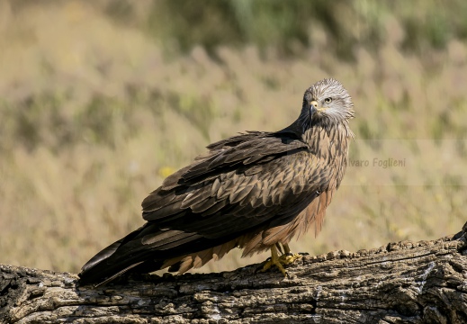 NIBBIO BRUNO, Black Kite, Milan noir; Milvus migrans 