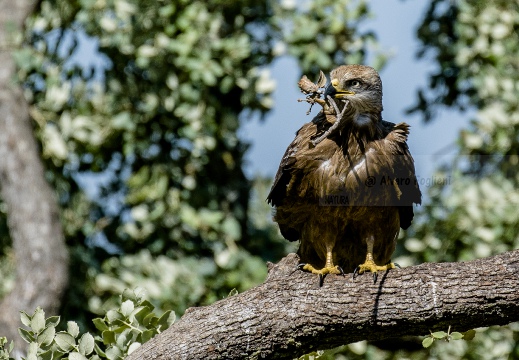 NIBBIO BRUNO, Black Kite, Milan noir; Milvus migrans 