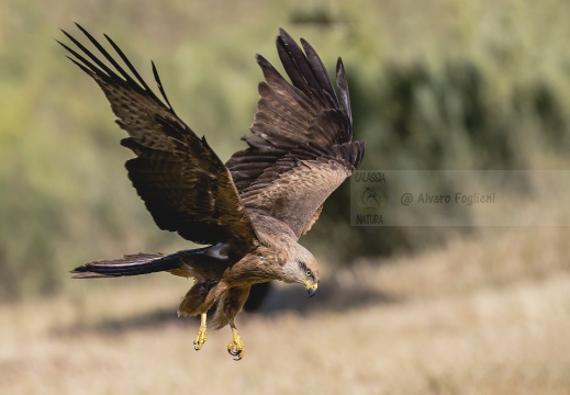 NIBBIO BRUNO, Black Kite, Milan noir; Milvus migrans 