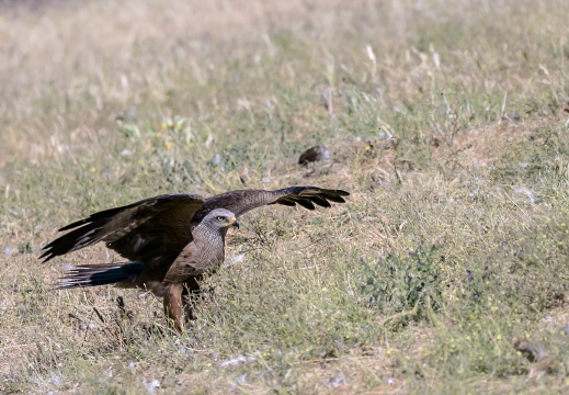 NIBBIO BRUNO, Black Kite, Milan noir; Milvus migrans 