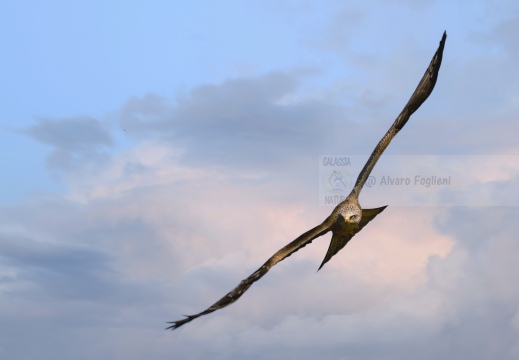 NIBBIO BRUNO, Black Kite, Milan noir; Milvus migrans 