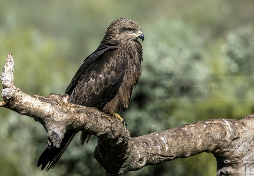 NIBBIO BRUNO, Black Kite, Milan noir; Milvus migrans 