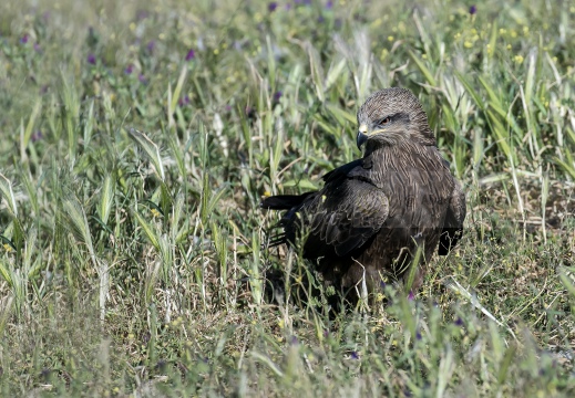 NIBBIO BRUNO, Black Kite, Milan noir; Milvus migrans 