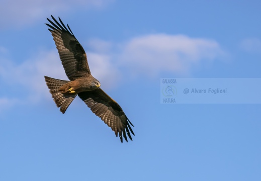 NIBBIO BRUNO, Black Kite, Milan noir; Milvus migrans 