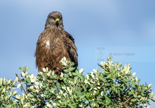 NIBBIO BRUNO, Black Kite, Milan noir; Milvus migrans 