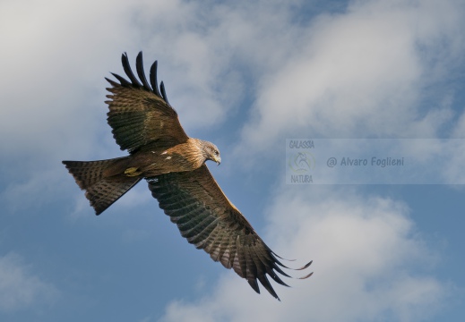 NIBBIO BRUNO, Black Kite, Milan noir; Milvus migrans 