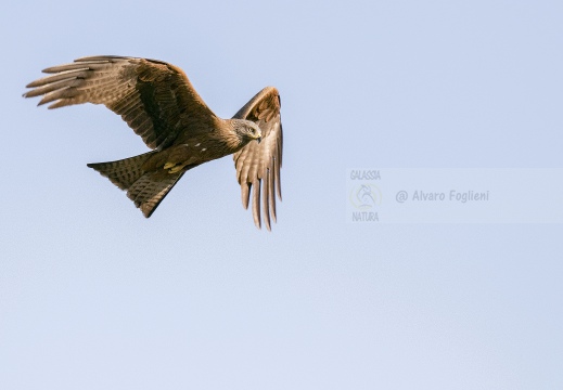 NIBBIO BRUNO, Black Kite, Milan noir; Milvus migrans 