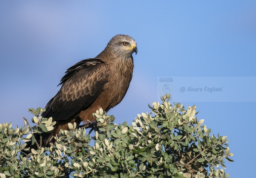 NIBBIO BRUNO, Black Kite, Milan noir; Milvus migrans 