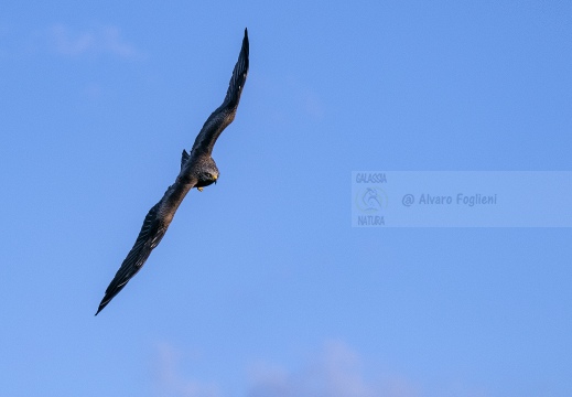 NIBBIO BRUNO, Black Kite, Milan noir; Milvus migrans 