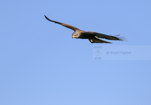 NIBBIO BRUNO, Black Kite, Milan noir; Milvus migrans 