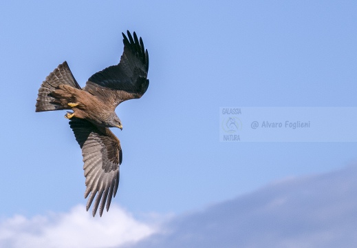 NIBBIO BRUNO, Black Kite, Milan noir; Milvus migrans 