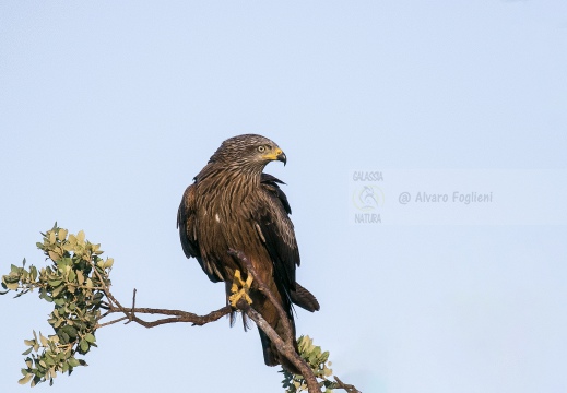 NIBBIO BRUNO, Black Kite, Milan noir; Milvus migrans 