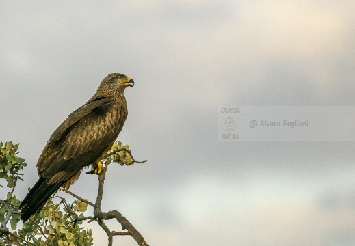 NIBBIO BRUNO, Black Kite, Milan noir; Milvus migrans 