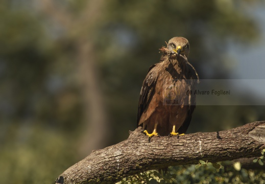 NIBBIO BRUNO, Black Kite, Milan noir; Milvus migrans 