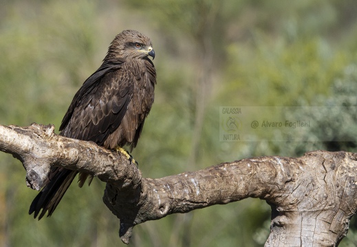 NIBBIO BRUNO, Black Kite, Milan noir; Milvus migrans 