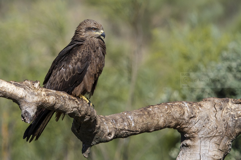 _MG_1036 copia.jpg