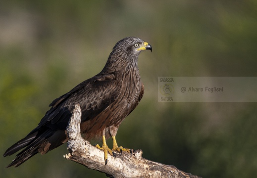 NIBBIO BRUNO, Black Kite, Milan noir; Milvus migrans 