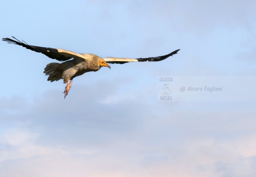 CAPOVACCAIO, Egyptian Vulture, Percnoptère d'Égypte; Neophron percnopterus