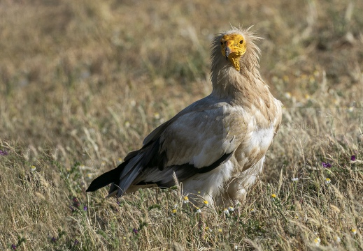 CAPOVACCAIO, Egyptian Vulture, Percnoptère d'Égypte; Neophron percnopterus