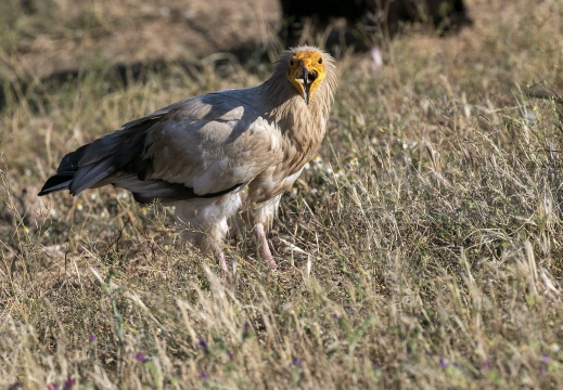 CAPOVACCAIO, Egyptian Vulture, Percnoptère d'Égypte; Neophron percnopterus