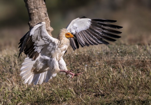 CAPOVACCAIO, Egyptian Vulture, Percnoptère d'Égypte; Neophron percnopterus