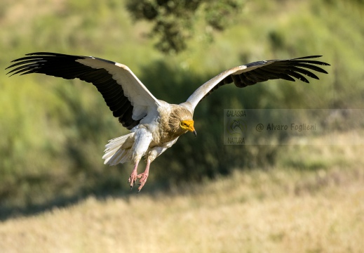 CAPOVACCAIO, Egyptian Vulture, Percnoptère d'Égypte; Neophron percnopterus