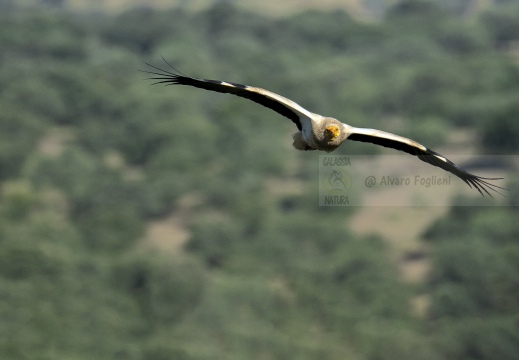 CAPOVACCAIO, Egyptian Vulture, Percnoptère d'Égypte; Neophron percnopterus