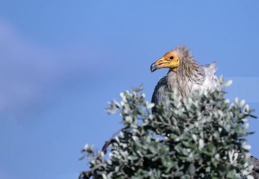 CAPOVACCAIO, Egyptian Vulture, Percnoptère d'Égypte; Neophron percnopterus