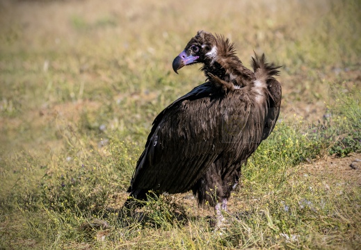 AVVOLTOIO MONACO, Black Vulture , Vautour moine; Aegypius monachus