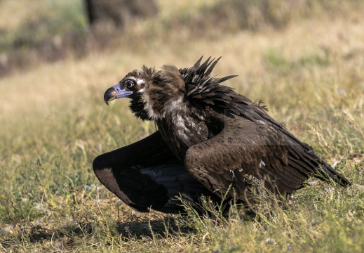 AVVOLTOIO MONACO, Black Vulture , Vautour moine; Aegypius monachus