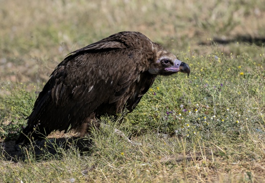 AVVOLTOIO MONACO, Black Vulture , Vautour moine; Aegypius monachus