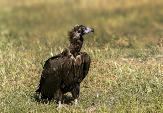 AVVOLTOIO MONACO, Black Vulture , Vautour moine; Aegypius monachus