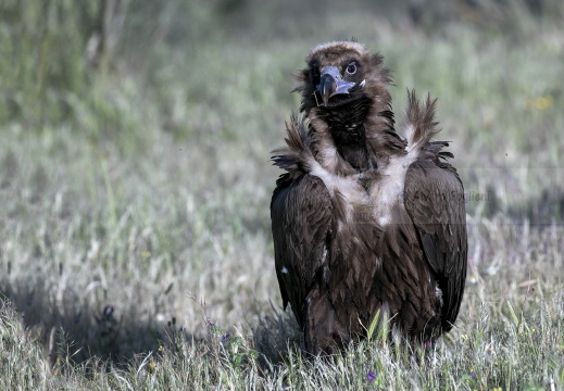 AVVOLTOIO MONACO, Black Vulture , Vautour moine; Aegypius monachus