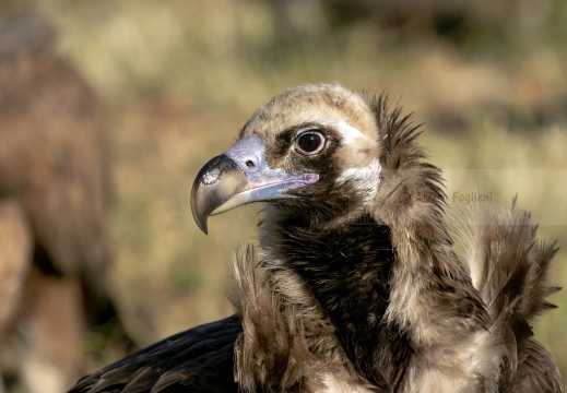 AVVOLTOIO MONACO, Black Vulture , Vautour moine; Aegypius monachus