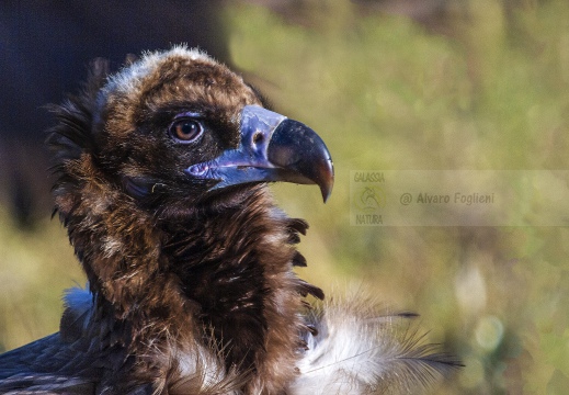 AVVOLTOIO MONACO, Black Vulture , Vautour moine; Aegypius monachus