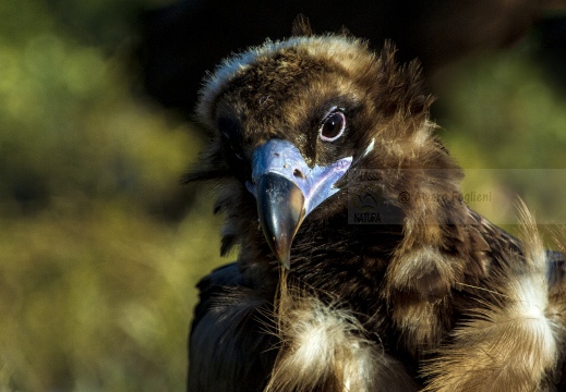 AVVOLTOIO MONACO, Black Vulture , Vautour moine; Aegypius monachus