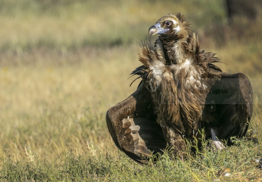 AVVOLTOIO MONACO, Black Vulture , Vautour moine; Aegypius monachus