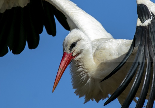 CICOGNA BIANCA; White Stork; Cigogne blanche; Ciconia ciconia 