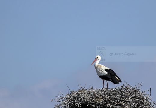 CICOGNA BIANCA; White Stork; Cigogne blanche; Ciconia ciconia 