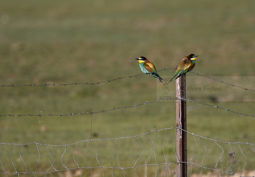 GRUCCIONE; Bee-eater; Guêpier d'Europe;  Merops apiaster 