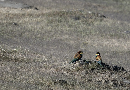 GRUCCIONE; Bee-eater; Guêpier d'Europe;  Merops apiaster 