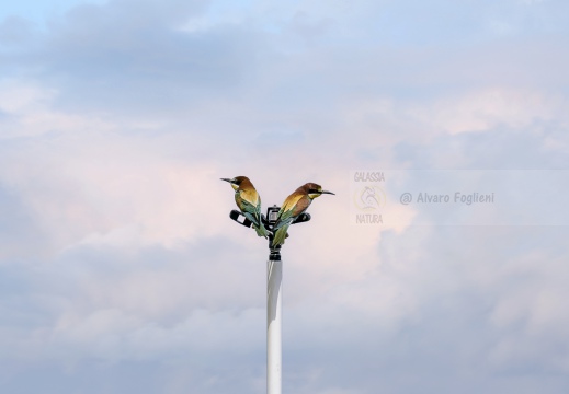 GRUCCIONE; Bee-eater; Guêpier d'Europe;  Merops apiaster 