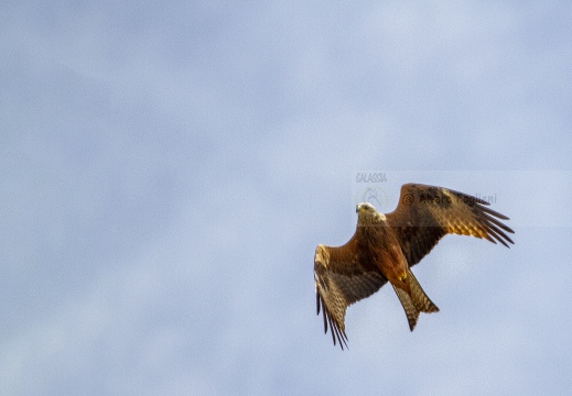 NIBBIO REALE, Red Kite, Milan royal; Milvus milvus