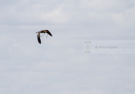 AIRONE ROSSO; Purple Heron; Héron pourpré; Ardea purpurea 