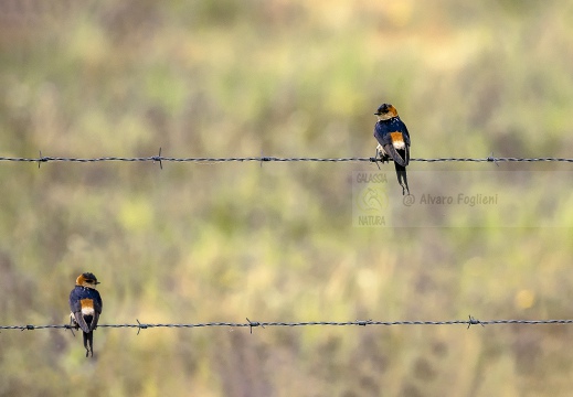 RONDINE ROSSICCIA; Red-rumped swallow; Hirondelle rousseline; Cecropis daurica