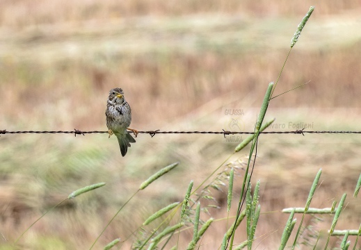 STRILLOZZO, Corn Bunting, Bruant proyer; Emberiza calandra