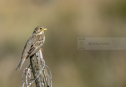 STRILLOZZO, Corn Bunting, Bruant proyer; Emberiza calandra