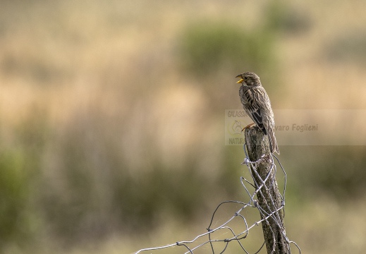 STRILLOZZO, Corn Bunting, Bruant proyer; Emberiza calandra