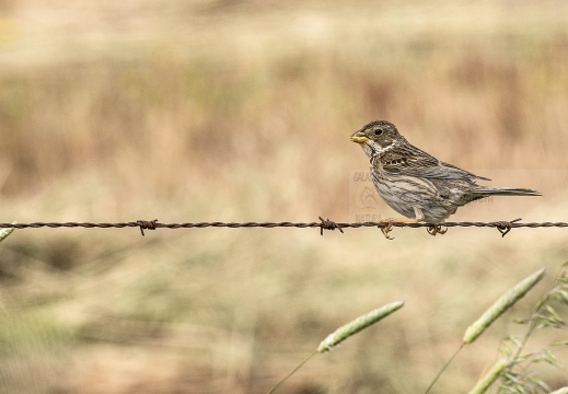 STRILLOZZO, Corn Bunting, Bruant proyer; Emberiza calandra